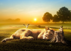 lion